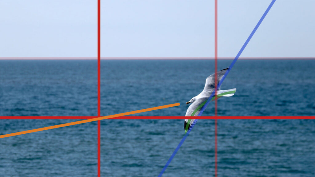 Goéland en vol au-dessus de la mer avec lignes de composition colorées, illustrant le guidage du regard dans une image.